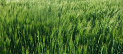 Agriculture